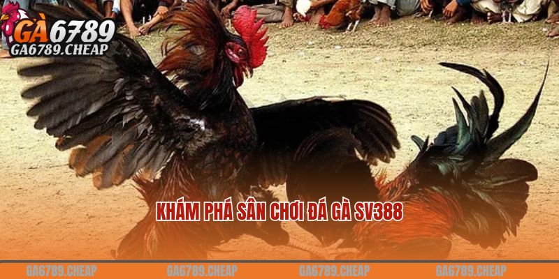 Khám phá sân chơi đá gà SV388 đỉnh cao nhất 2024