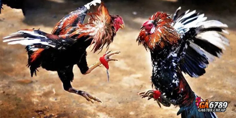 Đá gà cựa dao là gì?