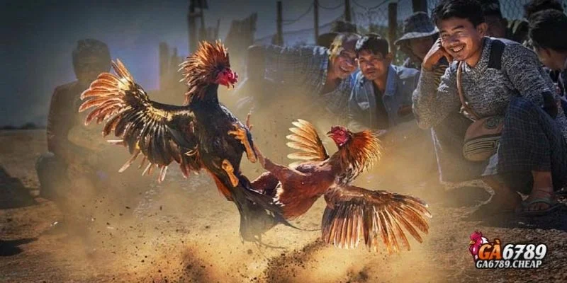 Đá gà cựa sắt là gì?